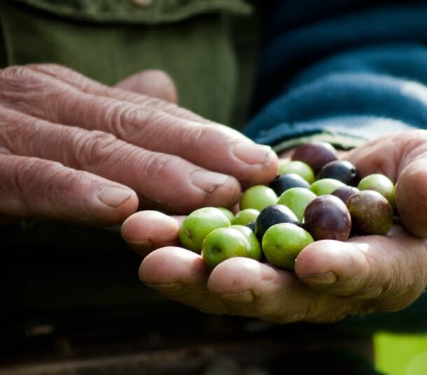 olio salento