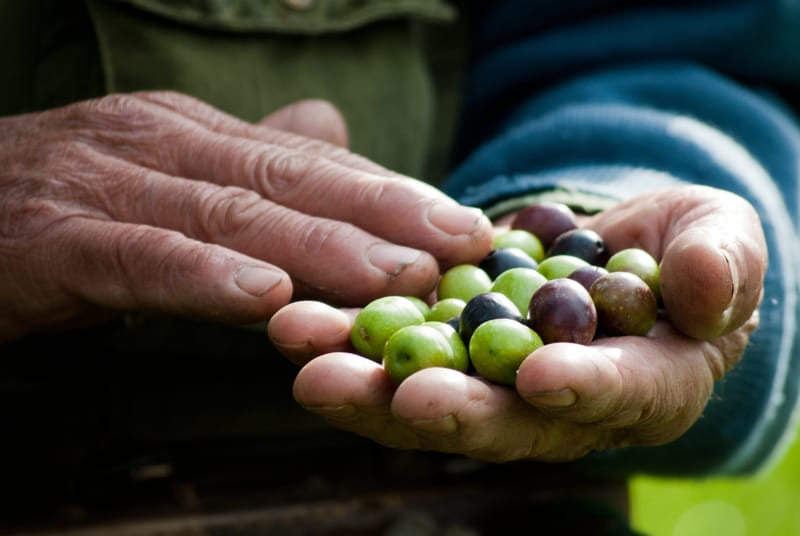 olio salento